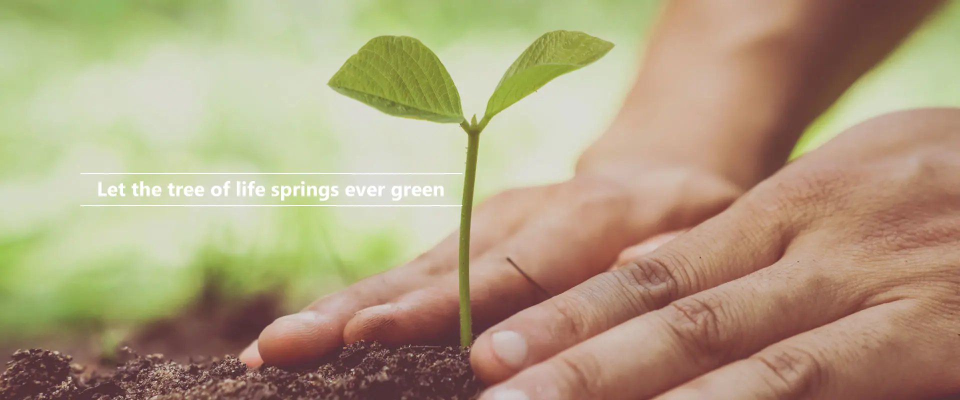 जीवन के वृक्ष को सदैव हरा-भरा रहने दो